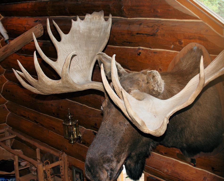 Wise Old Hunter Lodge 앵커 포인트 객실 사진