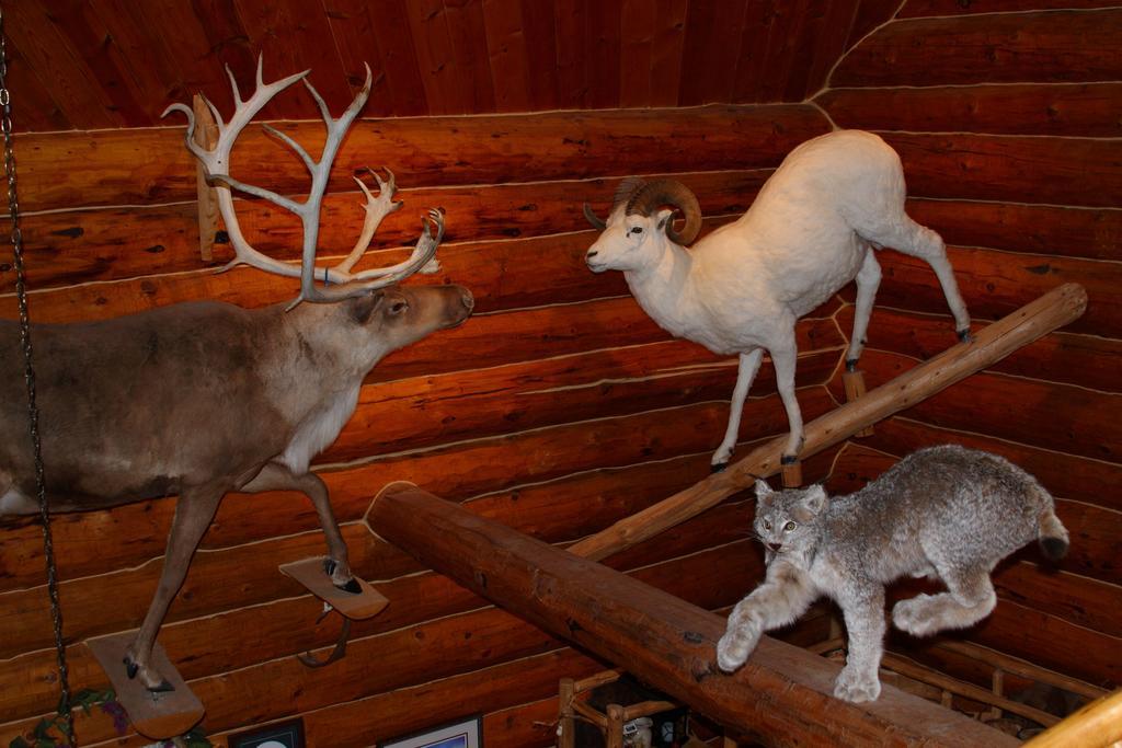Wise Old Hunter Lodge 앵커 포인트 객실 사진